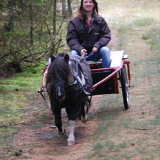 Shetlænder Ghost *Grynte* <3