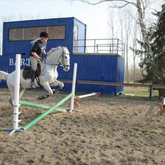 Irsk Sportspony Mikado <3 *Savnet* :'(