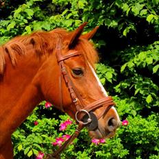 New Forest Christiansejes Coke