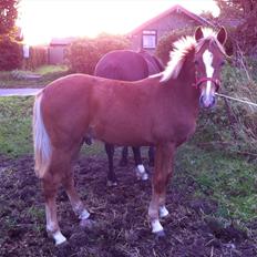 New Forest Søndermarkens Rolf