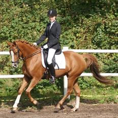 Tysk Sportspony Dimentjiva B-pony