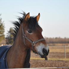 Anden særlig race Palle Pophår <3