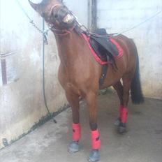 Anden særlig race Franciska