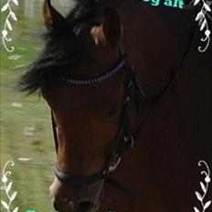 Anden særlig race Steven Seagal