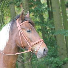 Anden særlig race Vedhaugegårds High Five SOLGT
