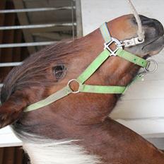 Anden særlig race Vedhaugegårds High Five SOLGT
