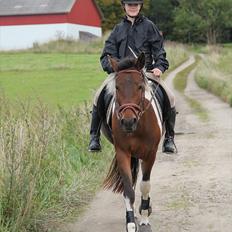 Anden særlig race Vedhaugegårds High Five SOLGT