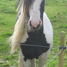Tinker Solsøens Bandit