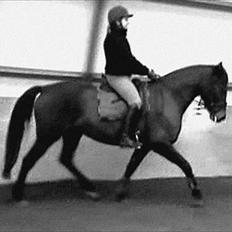 Dansk Varmblod Låise