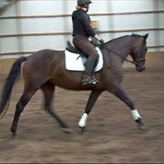 Dansk Varmblod Låise