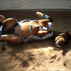 Anden særlig race Frk. Smilla<3 ~savnet~