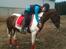 Pinto Dixie - Dixie og mig<3.
Foto: Amalie.