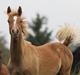 Arabisk fuldblod (OX) Perfect Timing - SOLGT -