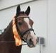 Welsh Cob (sec D) Dorthealyst Omikron - Aldrig glemt, altid gemt