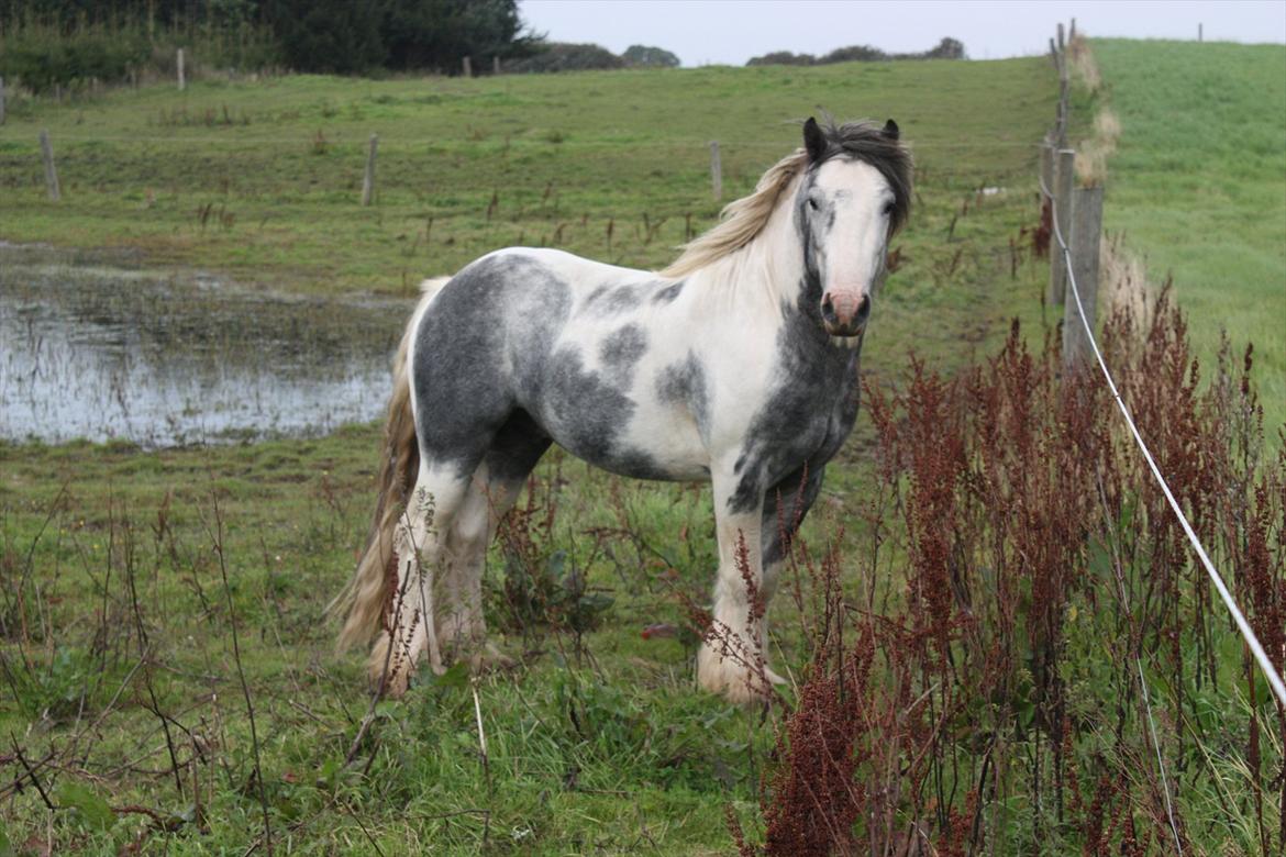 Irish Cob Banjas Otto -Hingst billede 8