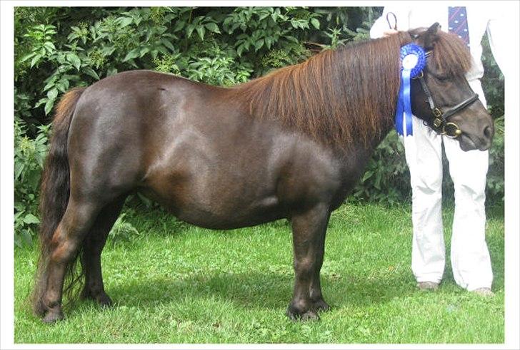 Shetlænder Estienne af Nørvang - Estienne til hendes kåring i 2009 billede 1