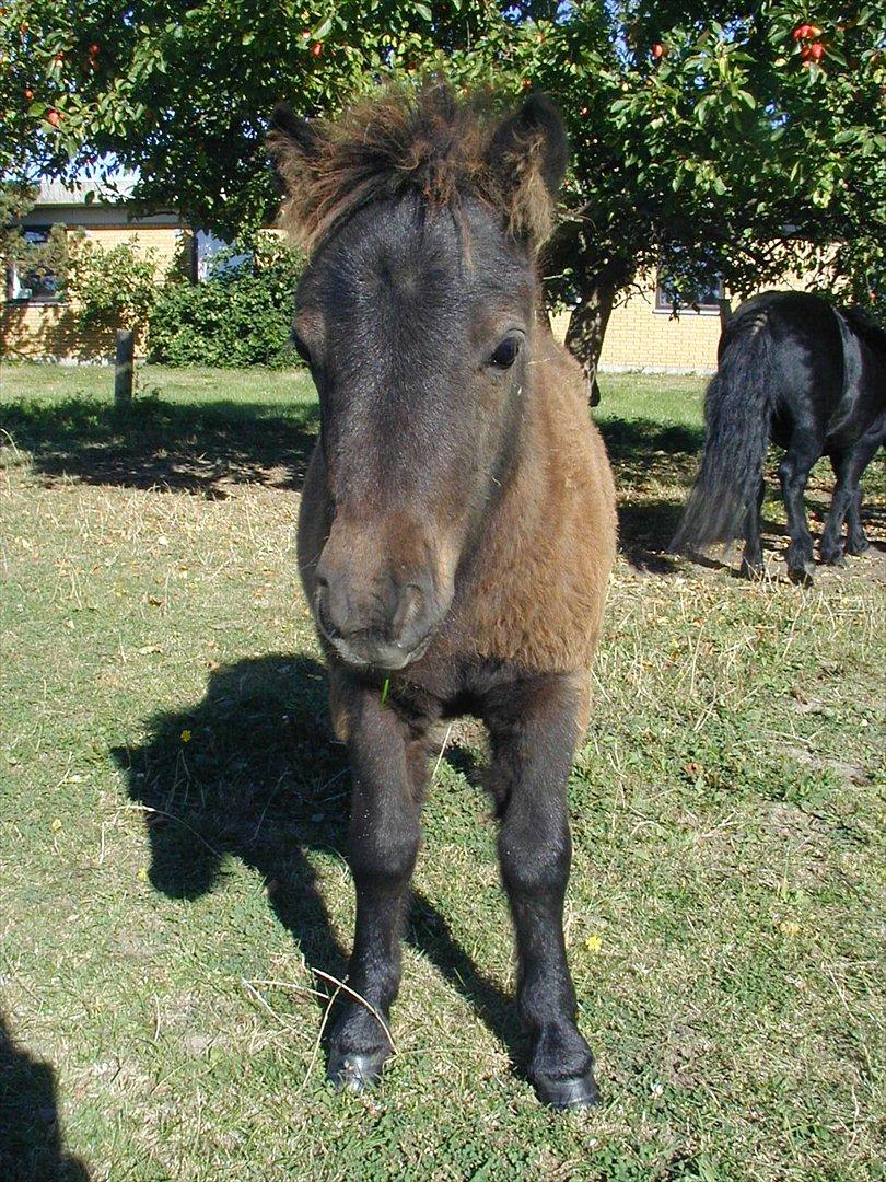 Shetlænder Estienne af Nørvang - Estienne som føl ca. 2 mdr. gammel billede 2