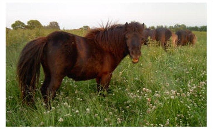Shetlænder Estienne af Nørvang - Estienne 1 år på sommergræs billede 3