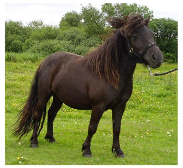 Shetlænder Estienne af Nørvang - Estienne 2 år billede 4