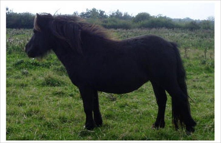 Shetlænder Estienne af Nørvang - Estienne 2 år billede 5