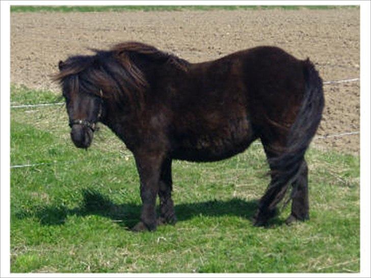 Shetlænder Estienne af Nørvang - Estienne 3 år billede 6