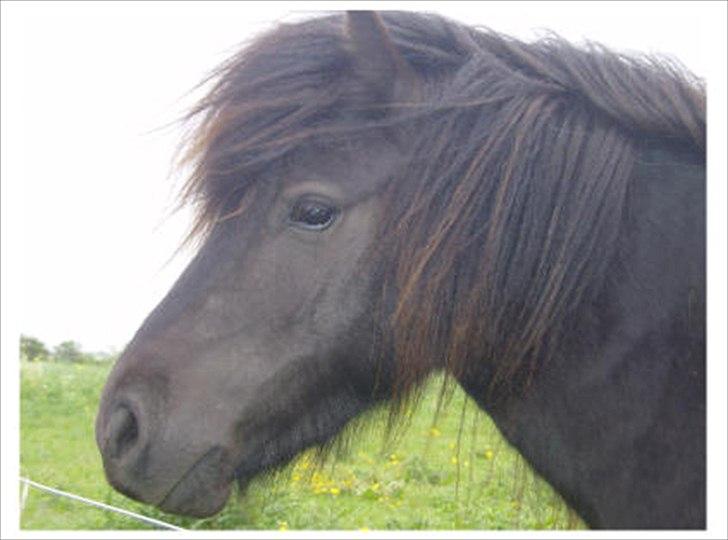 Shetlænder Estienne af Nørvang - Estiennes smukke hoved billede 7
