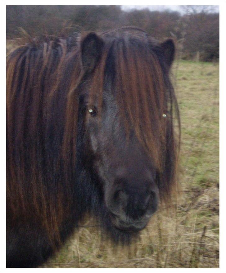 Shetlænder Estienne af Nørvang - Vinterbamse billede 8