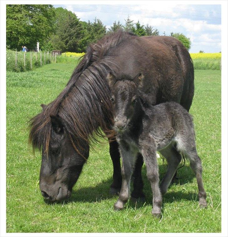Shetlænder Estienne af Nørvang - Estienne med sin første søn, Gyldenlunds Strauss billede 9