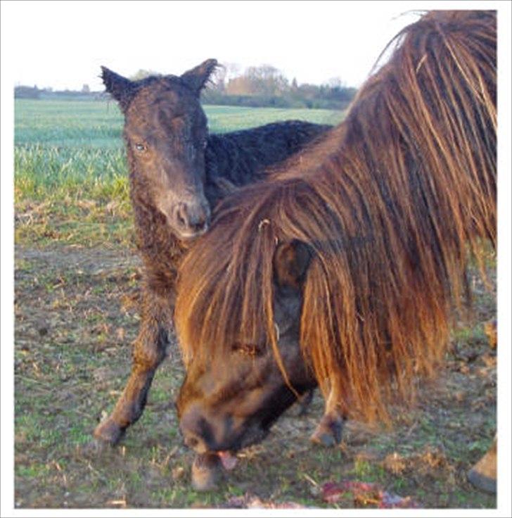 Shetlænder Estienne af Nørvang - Estienne med sin anden søn, Gyldenlunds Spoink billede 10