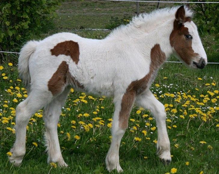 Irish Cob Cosy Beautey Báine (Bounty) billede 19