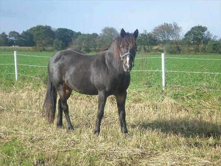Connemara Elmely's Claudius ( Claus/ klundte)[Meget savnet] - smukke claus <3 billede 6