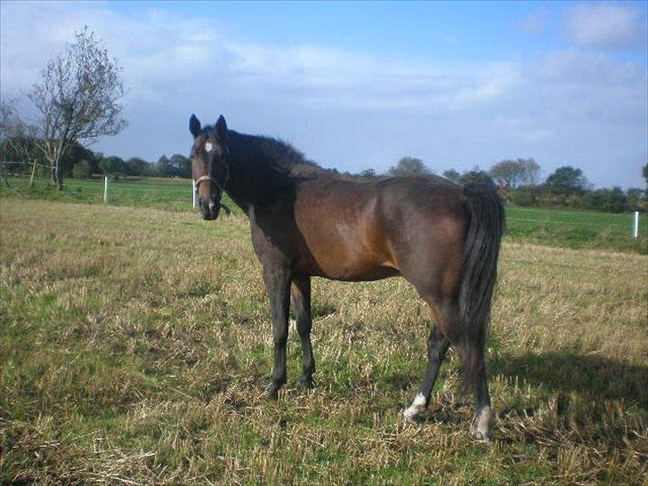 Traver Charlie Boom Boom ( hesten man kan gøre alt ved) - smukke smukke charlie billede 4