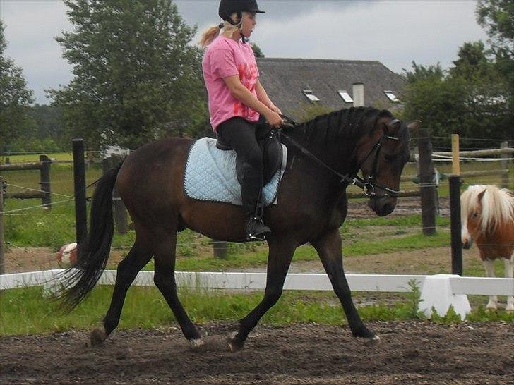 New Forest Romeo's Harlye<3  billede 8