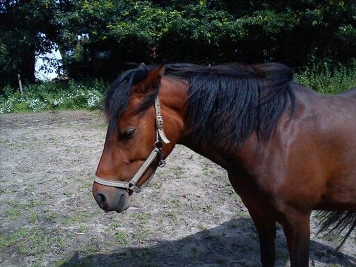 DSP yasmin billede 9