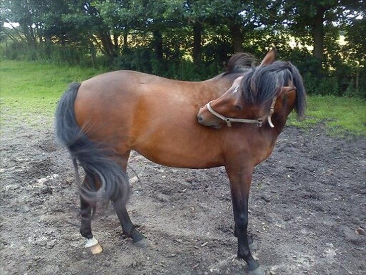 DSP yasmin billede 10