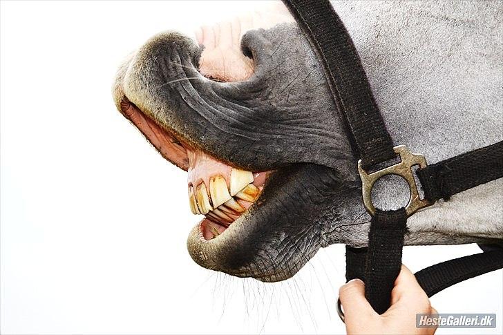 Dansk Varmblod Holkjærs Diablo - Skøre dablo ;)  billede 2