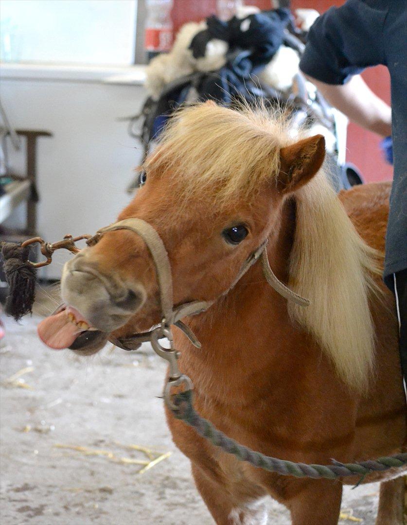 Miniature Bambino billede 1