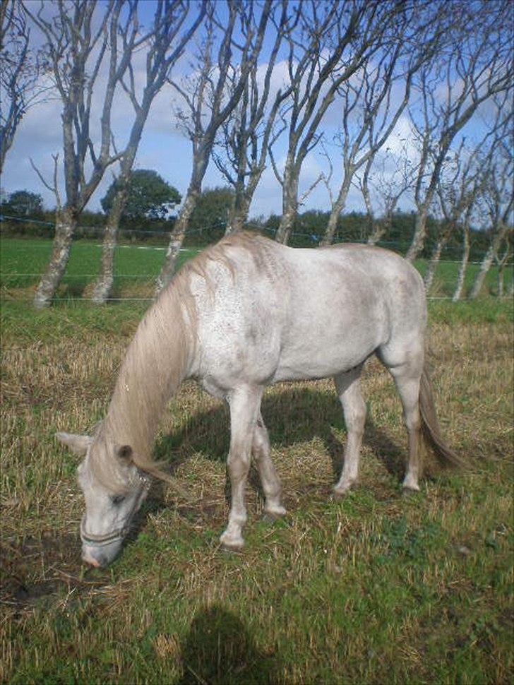 Connemara Hedegården's Sultan  [SAVNET UBESKRIVELIGT MEGET] - han er ung af hans alder billede 12