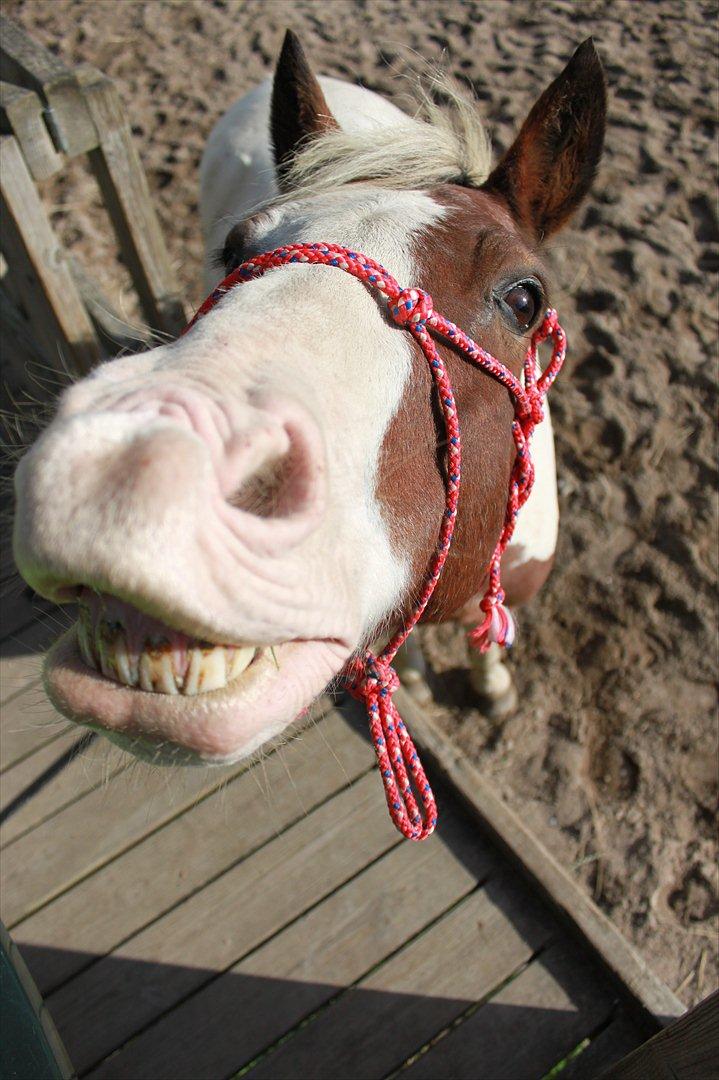 Pinto Blanding Gismoe - #6 Gismoe du er så skøn :D Du får mig altid til og smile :* <3 foto:mig billede 6