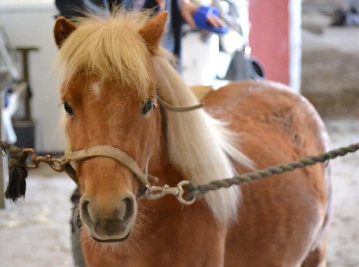 Miniature Bambino billede 2