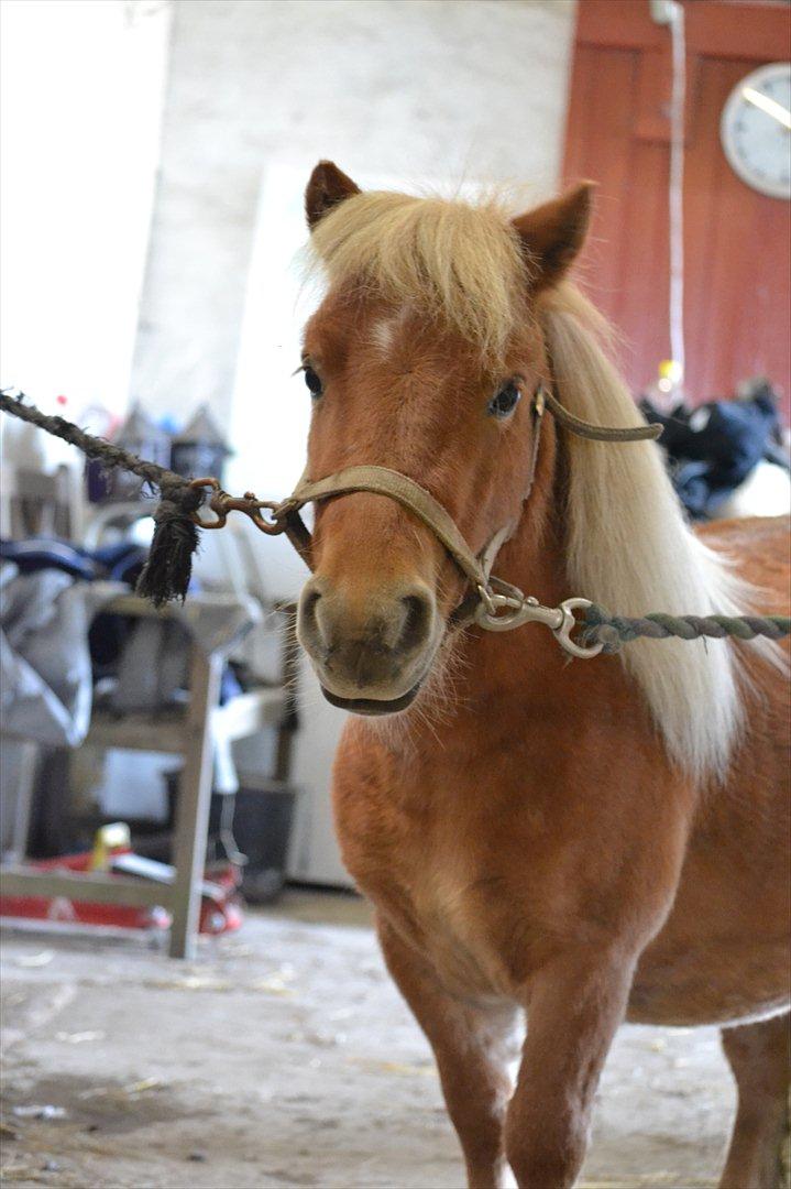 Miniature Bambino billede 3