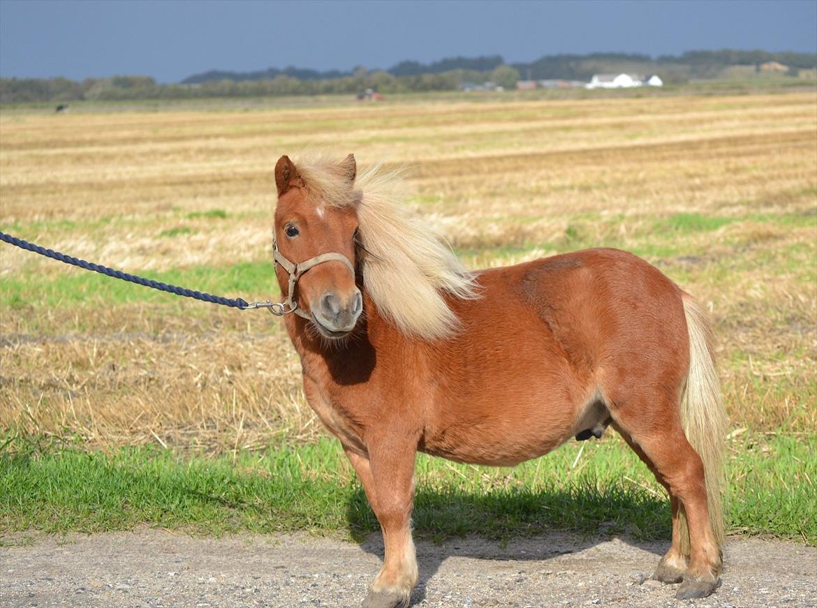 Miniature Bambino billede 4