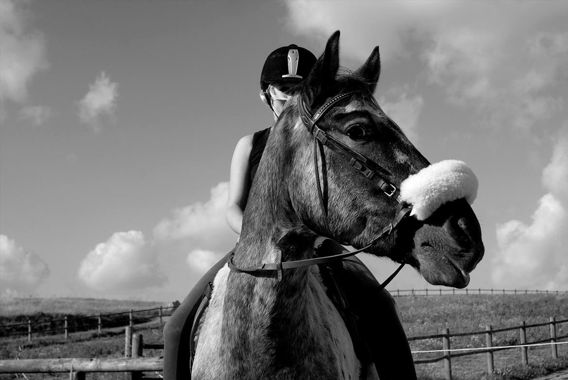 Knabstrupper Freddy <3 - Min skat <3 billede 9