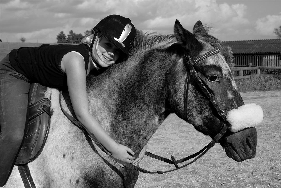 Knabstrupper Freddy <3 billede 3