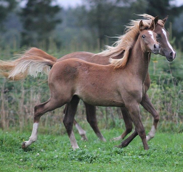 Arabisk fuldblod (OX) Perfect Timing - SOLGT - billede 15
