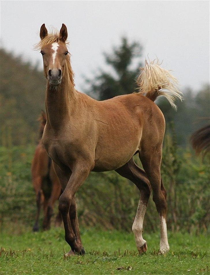 Arabisk fuldblod (OX) Perfect Timing - SOLGT - billede 16