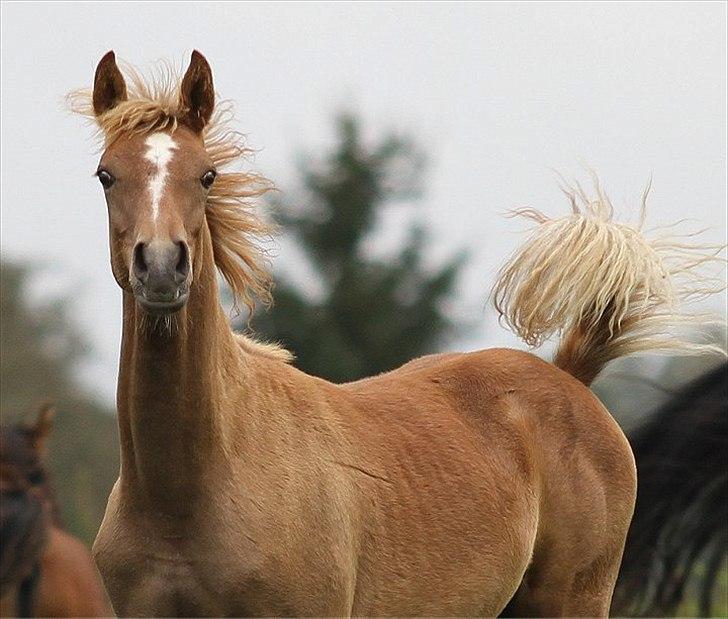Arabisk fuldblod (OX) Perfect Timing - SOLGT - billede 1