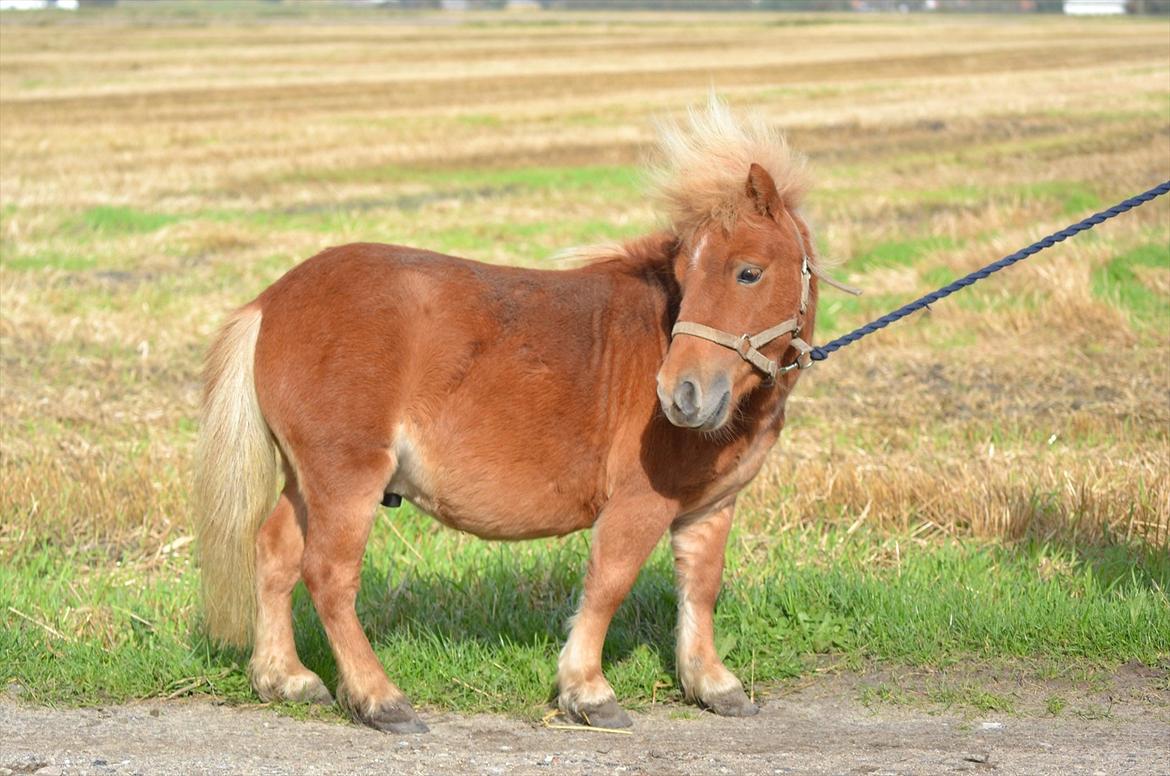 Miniature Bambino billede 5