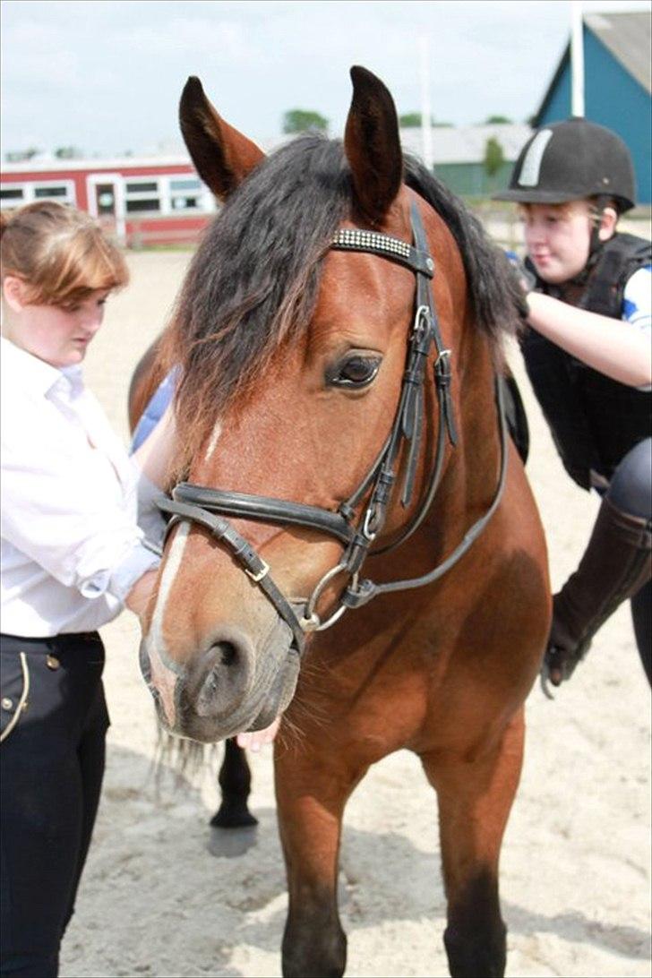 Welsh Cob (sec D) Lesto Dalton - Den anden gang jeg prøvede ham og vidste det skulle være ham!:) billede 3