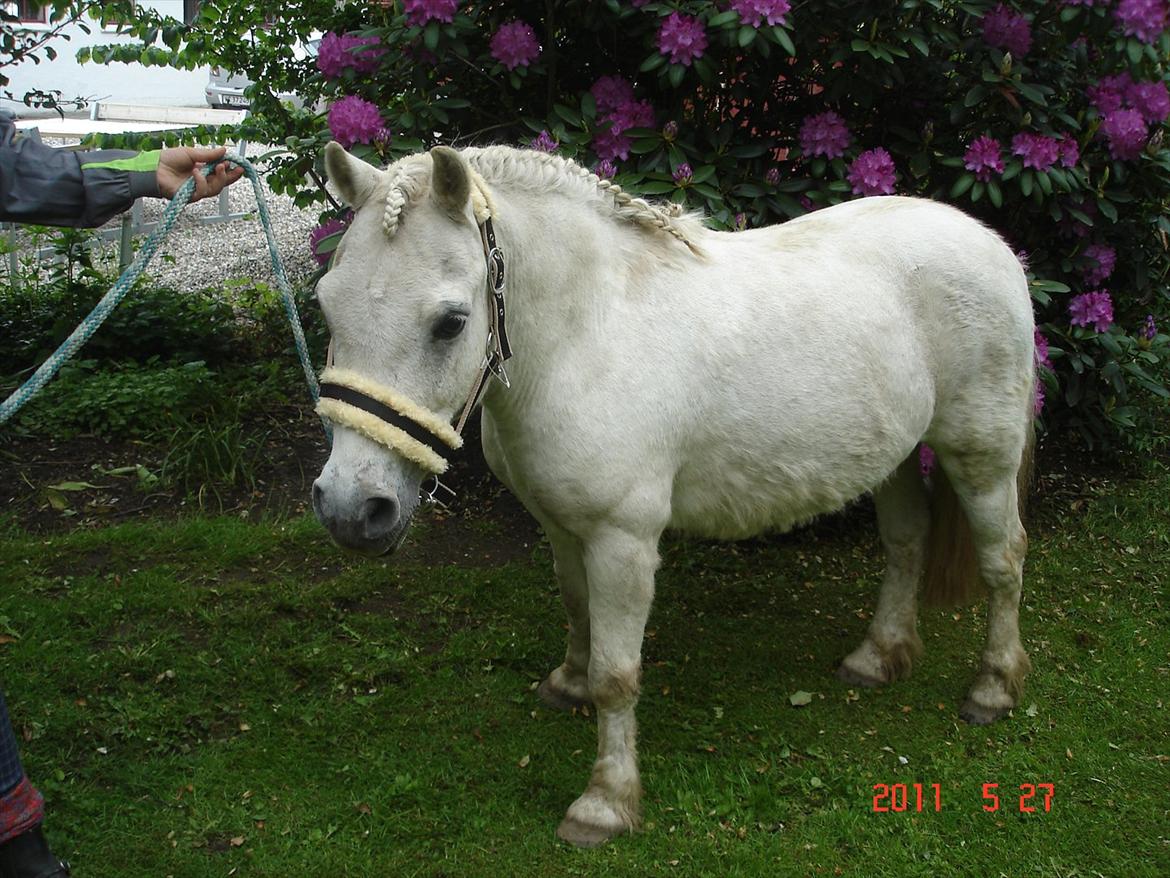 Anden særlig race Laban billede 6
